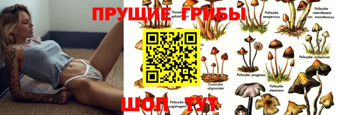 Псилоцибиновые грибы Psilocybine cubensis Шахты